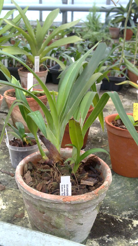 Phragmipedium Olaf Gruss.jpg