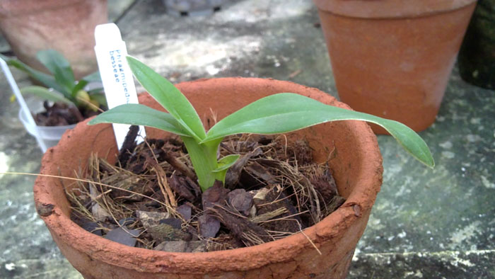 Phragmipedium besseae.jpg