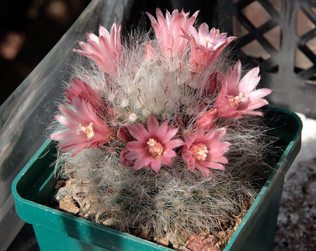 mammillaria.jpg