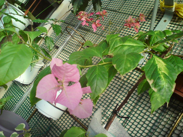 Пестролистная