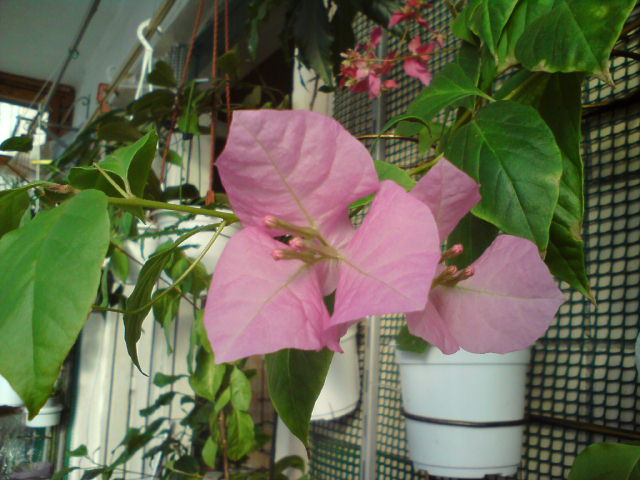 Брактии крупные