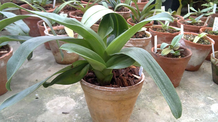 Paphiopedilum JuniorWorld x Schining World.jpg