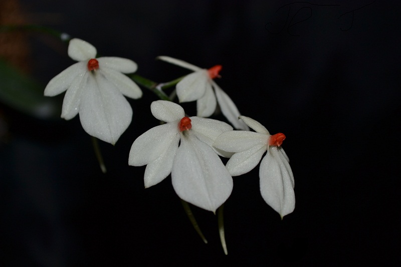 aerangis rhodosticta.JPG