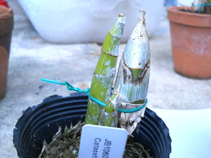 Catasetum pileatum Jumbo Green Gold.jpg