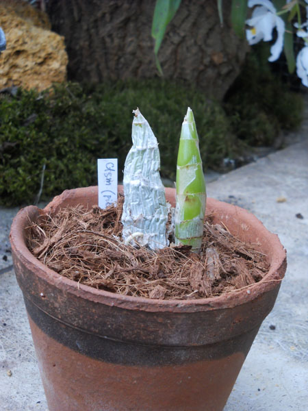 Catasetum pileatum x Orchidglade.jpg