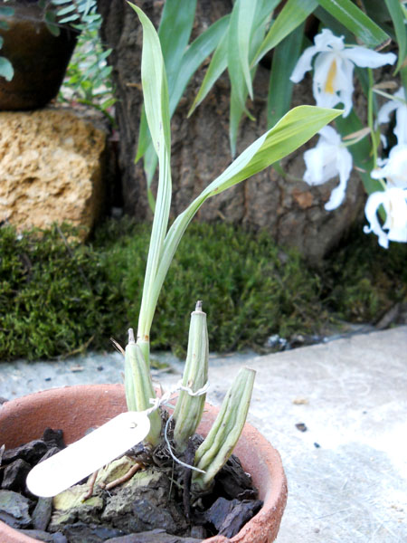 Coelogyne Chloroptera.jpg