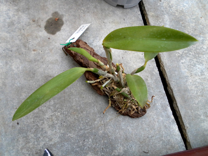 Laelia dayana.jpg