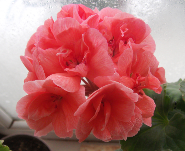 Лососевенькая