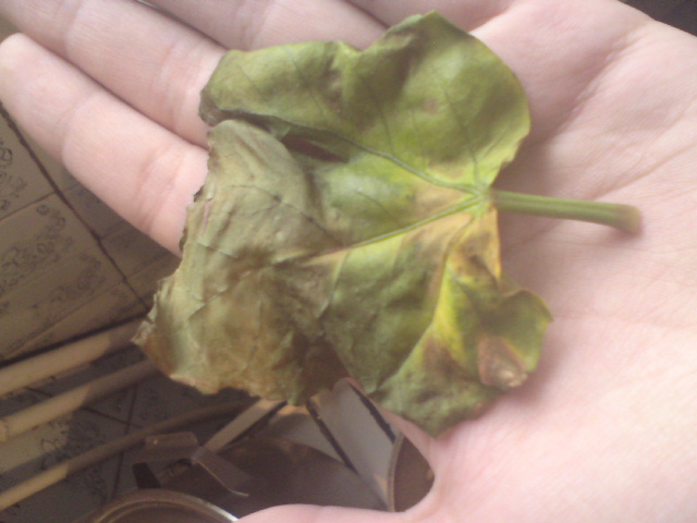 Гиб заболел.JPG