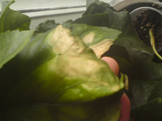 Гиб заболел 2.JPG