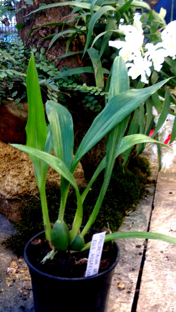 Zygopetalum Arthur Elle Negresco.jpg