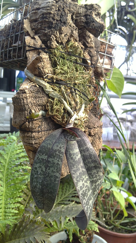 Phalaenopsis philippinensis.jpg