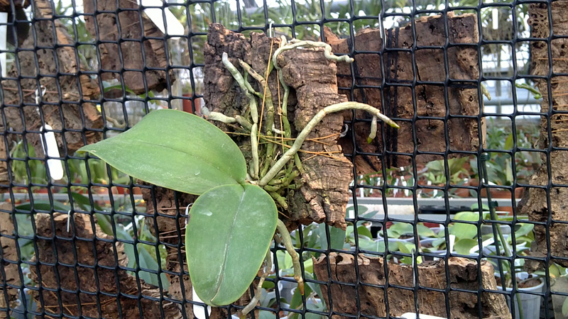 Phalaenopsis amabilis.jpg