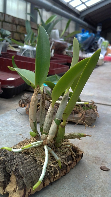 Laelia pumila.jpg