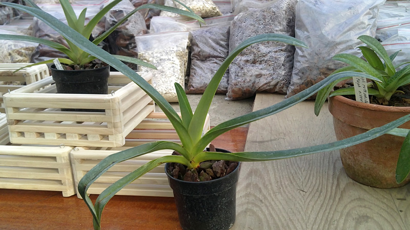 Paphiopedilum rothschildianum x aductum 2.jpg