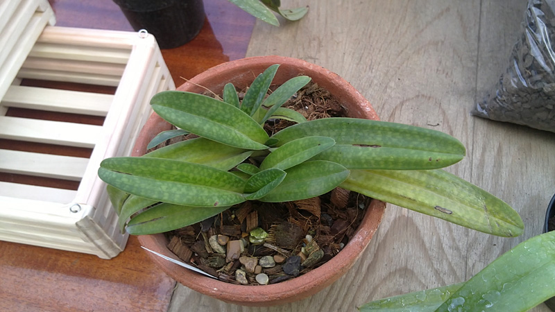 Paphiopedilum rothschildianum Flora × Paphiopedilum hangianum Huei.jpg