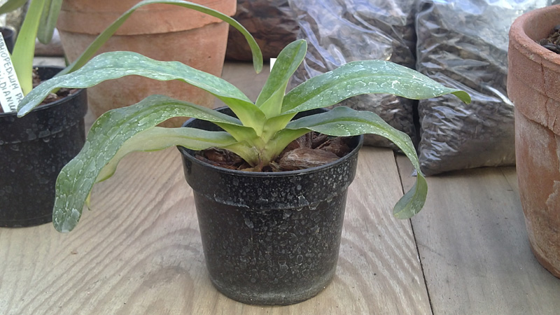 Paphiopedilum rothschildianum x vietnamense.jpg