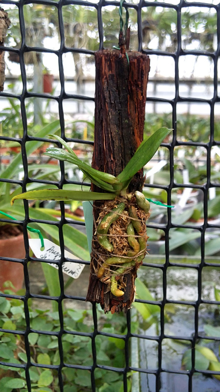 Aerangis coriacea.jpg