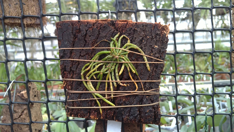 Chilochista usnoides.jpg