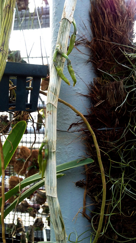 Dendrobium anosmum giganteum.jpg