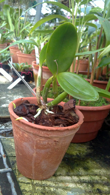 Laeliocattleya Cariads Mini Quinee.jpg