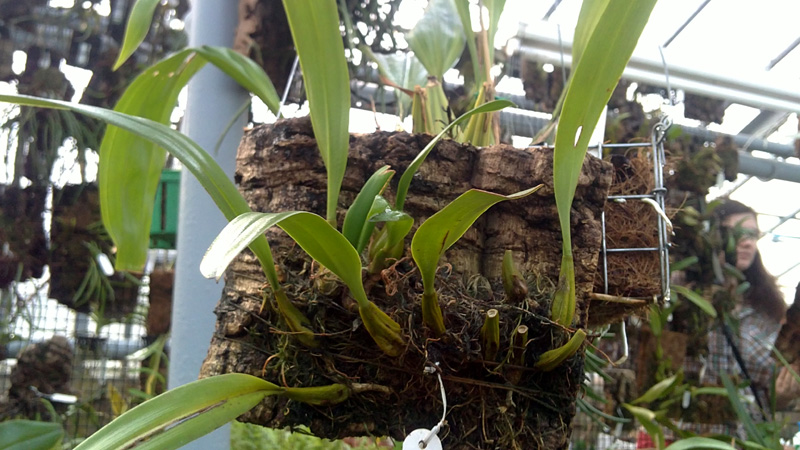 Cirrhopetalum loherianum.jpg