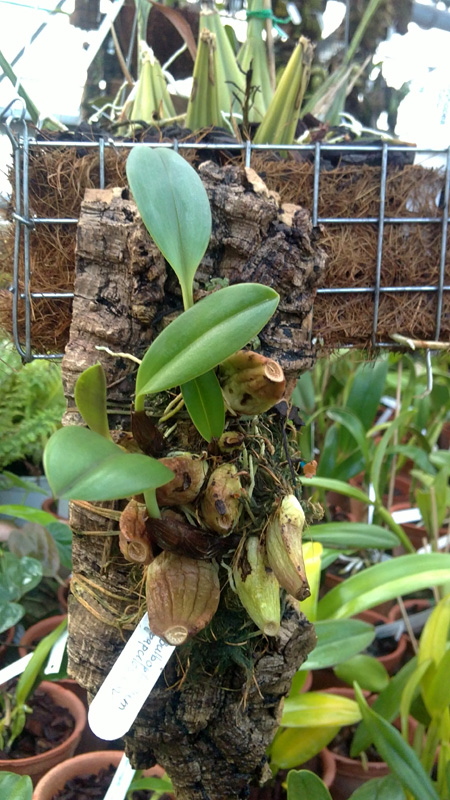 Bulbophyllum papulosum.jpg