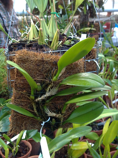 Bulbophyllum macranthum 1.jpg