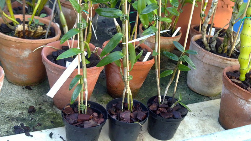 Dendrobium victoria reginae.jpg