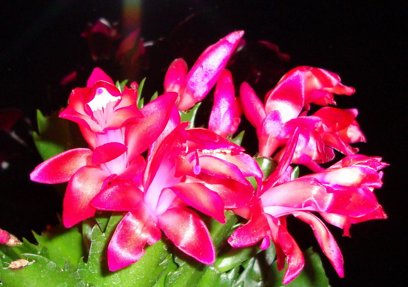 Шлюмбергера малиново-красно-оранж.jpg