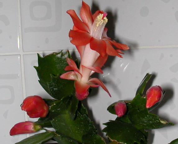 У меня есть оранжевая. С этой абсолютно разные.