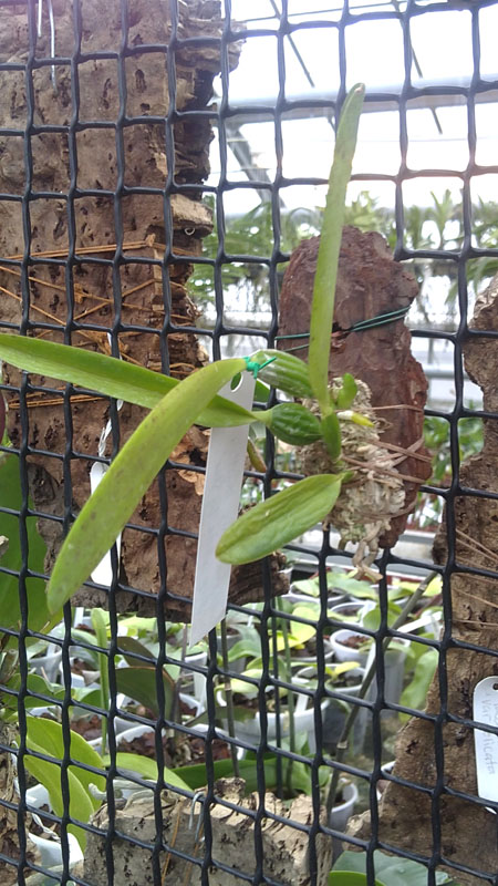 Laelia alaori suave Binot x Cattleya luteola Big Star.jpg