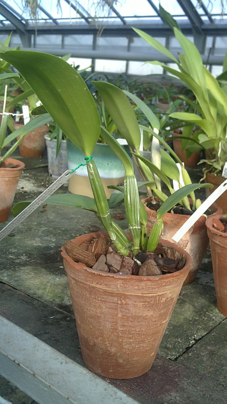 Cattleya lueddemanniana caerulea Lena x Cattleya lueddemanniana caerulea Celeste.jpg