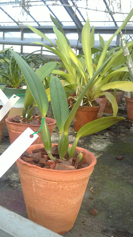 Cattleya labiata semi alba Garganta Escura x Cattleya labiata semi alba sanguinea Paccione.jpg