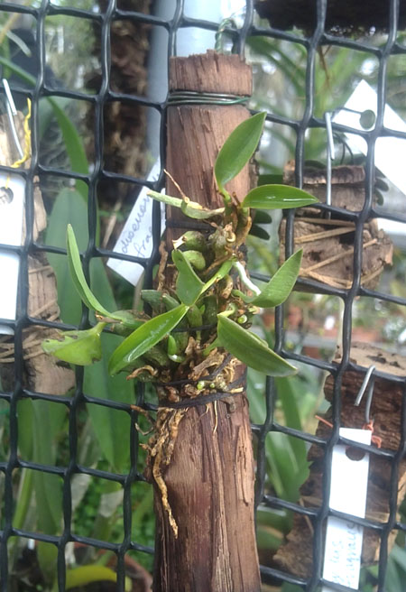 Sophronitis coccinea.jpg