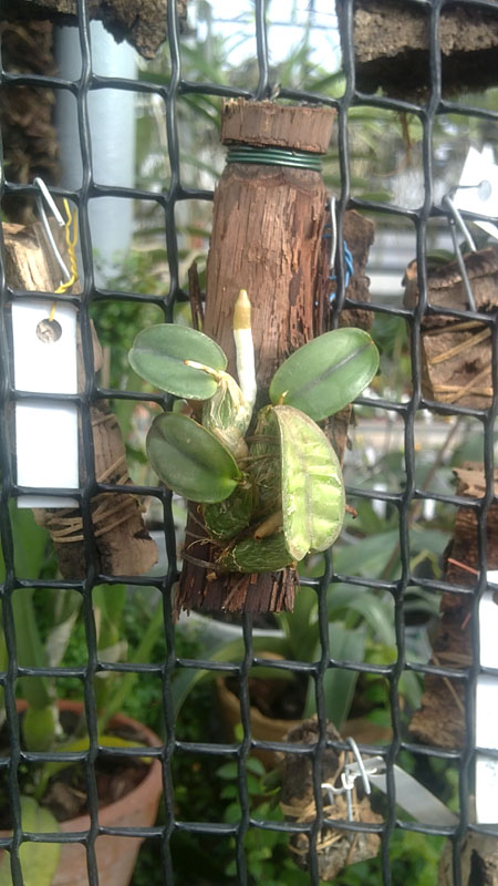 Sophronitis cernua 1.jpg