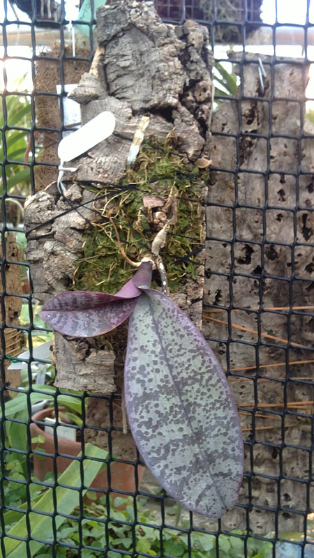 Phalaenopsis schilleriana immaculata 1.jpg