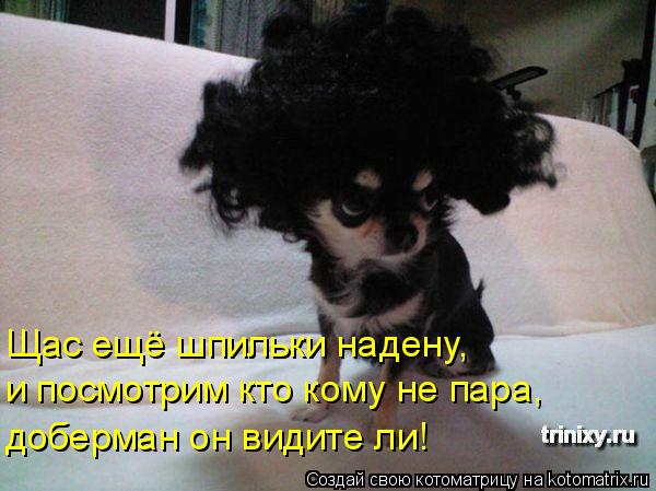 котоматрица 2.jpg