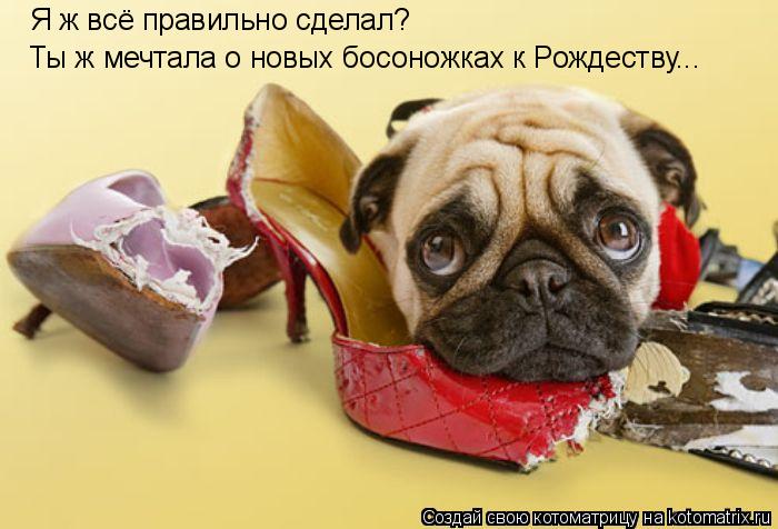 котоматрица 6.jpg