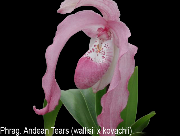 Phragmipedium Andean Tears (wallisii x kovachii), 1.jpg
