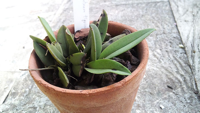 Trichocentrum tigrinum.jpg