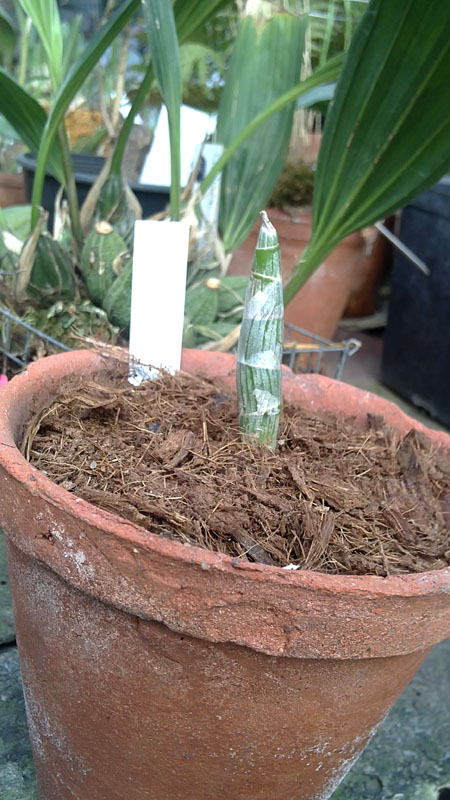 Cycnoches bathiorum Pink Dove.jpg