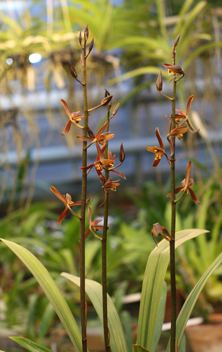 Cymbidium sinense.jpg