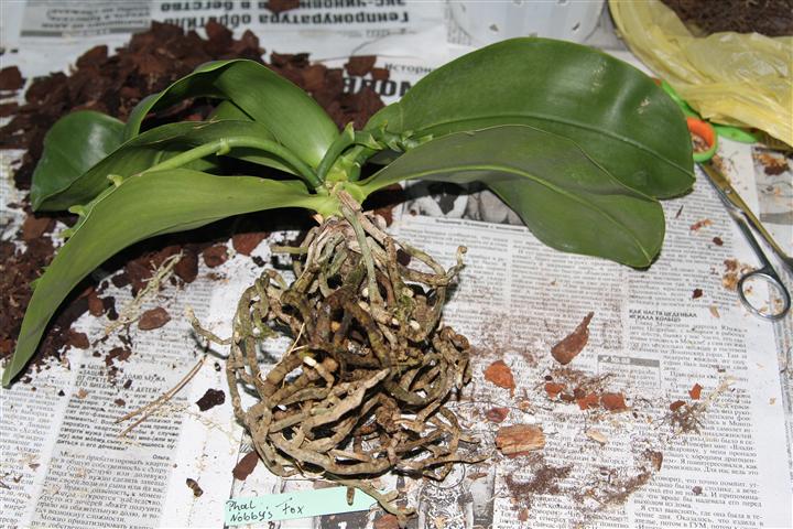 Вынула из горшка