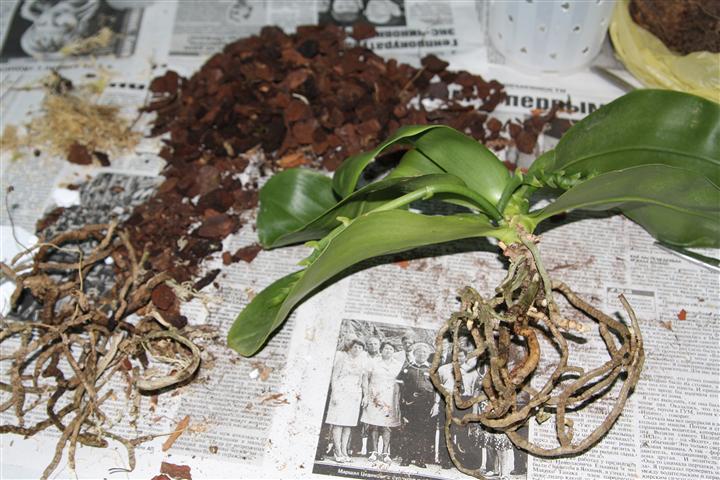 После удаления сухих корней