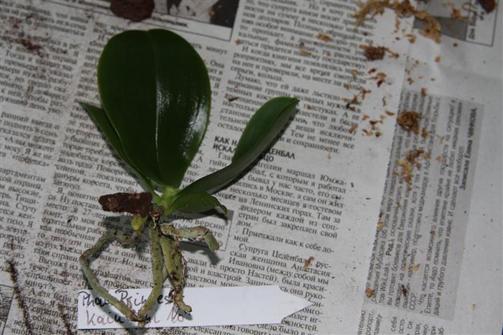 IMG_3923 (Small).JPG