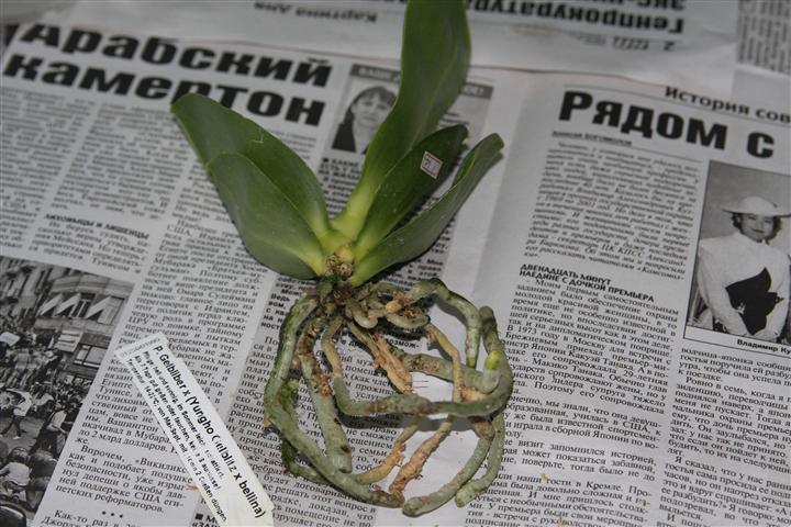 IMG_3912 (Small).JPG