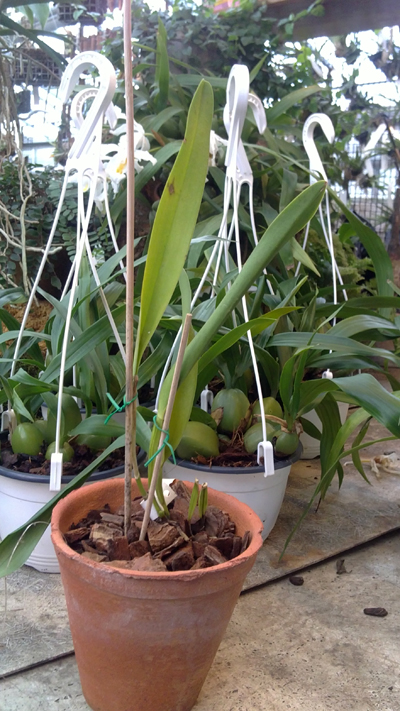 Laelia purpurata Brissiano.jpg