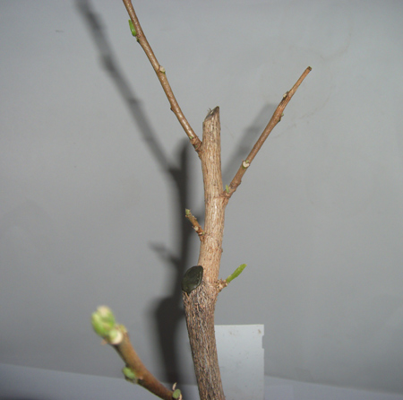 Остальные веточки пробудили почки, а одна стала усыхать дальше. Расслабляться было рано.