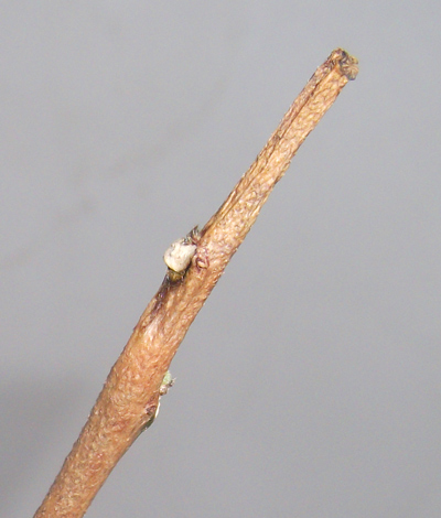 за ночь усыхание опустилось ниже почки.